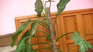 Длинноногая студентка ебется в попочку с парнем