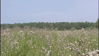 Неопытной человек в поле развлекается в обществе опытной соседки